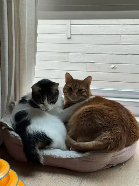Otis & Tuff