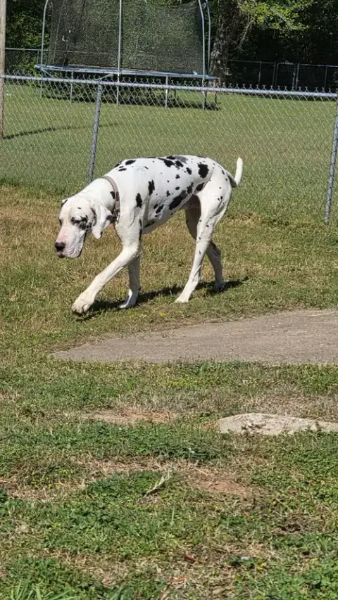 Boss Hogg