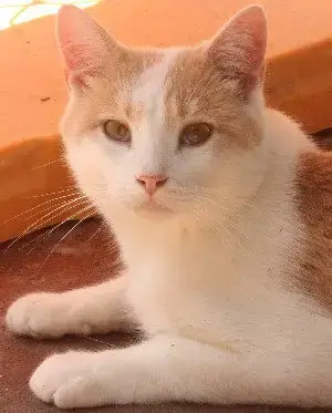 Oscar