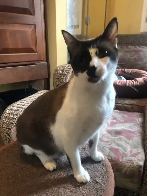 Dopey