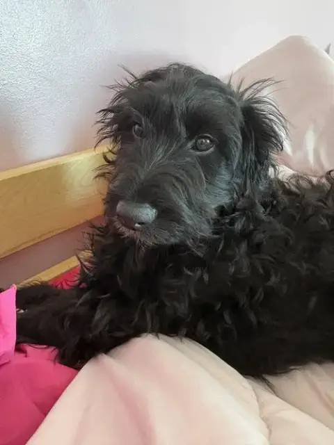 Ruffles