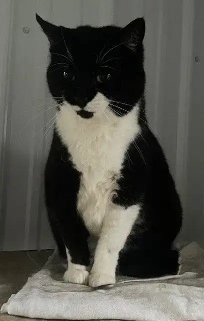 Pickles photo 2