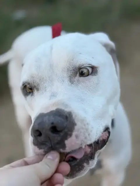 Olaf photo 4
