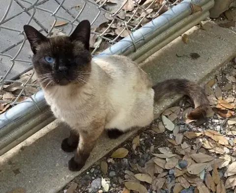 Simon