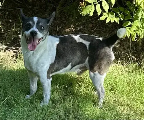 Milo photo 2