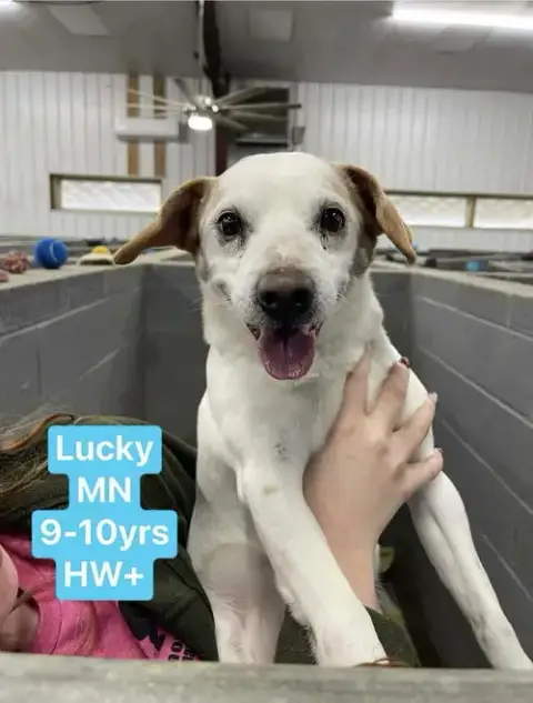 Lucky