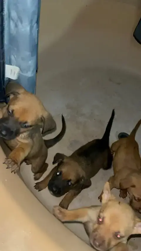 Penny'S Puppies Females Tn photo 4