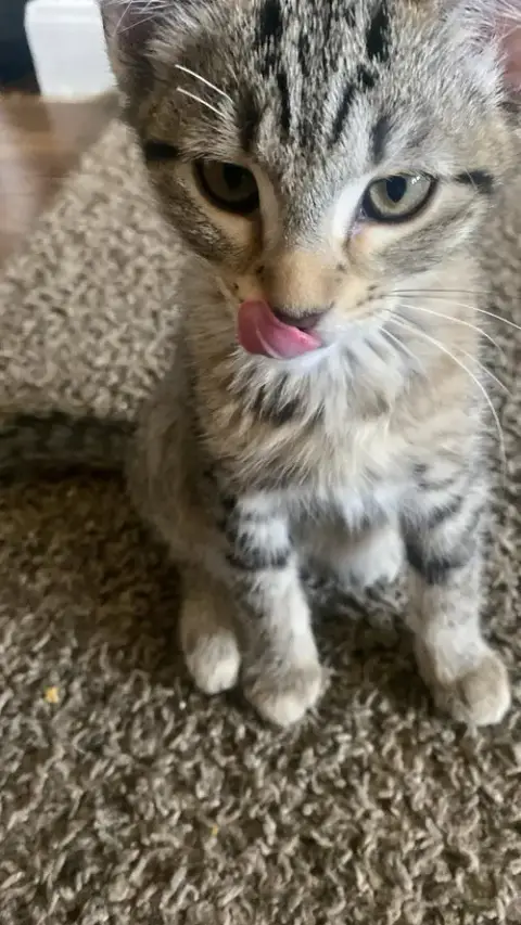 Houston Astros Kittens! photo 2