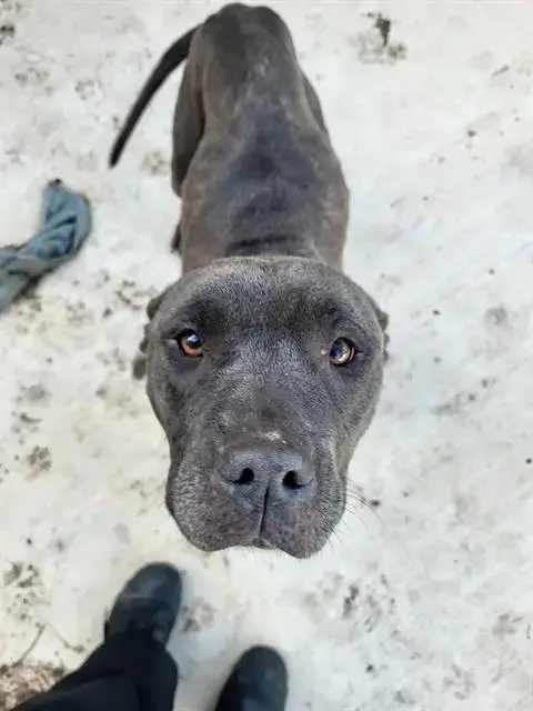 Freya