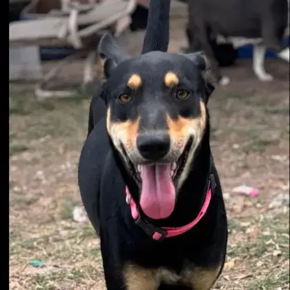 Mimi