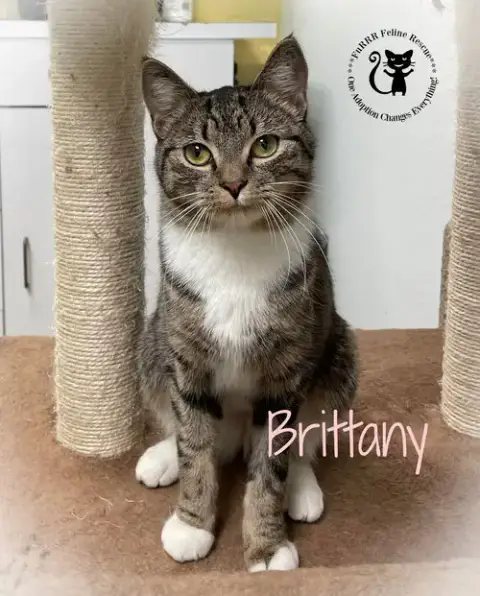 Brittany photo 2