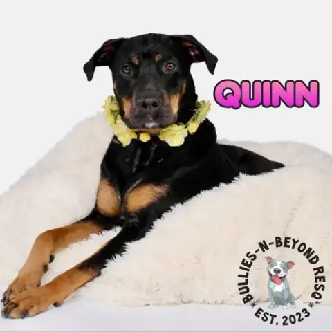 Quinn photo 2