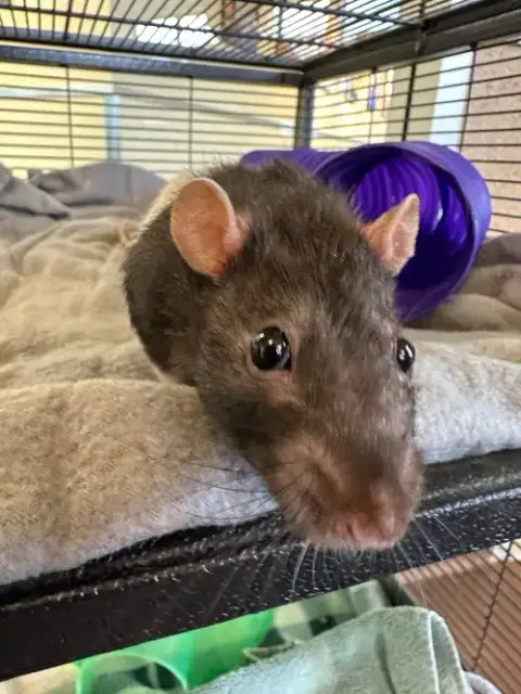 Aaron & Ghost The Rats