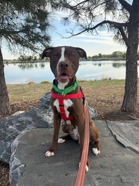 *Goose