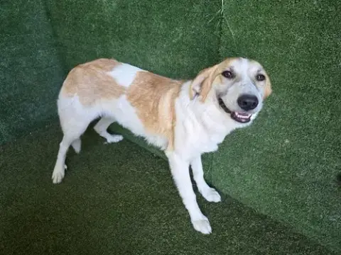 Delilah
