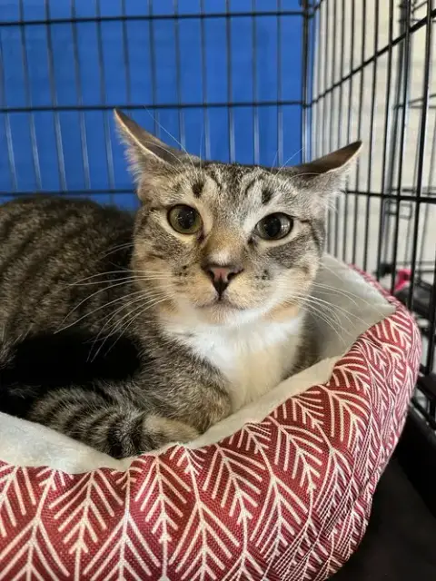 Mittens photo 4