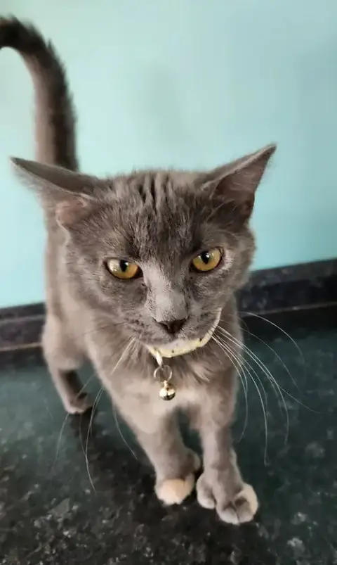 Hazel