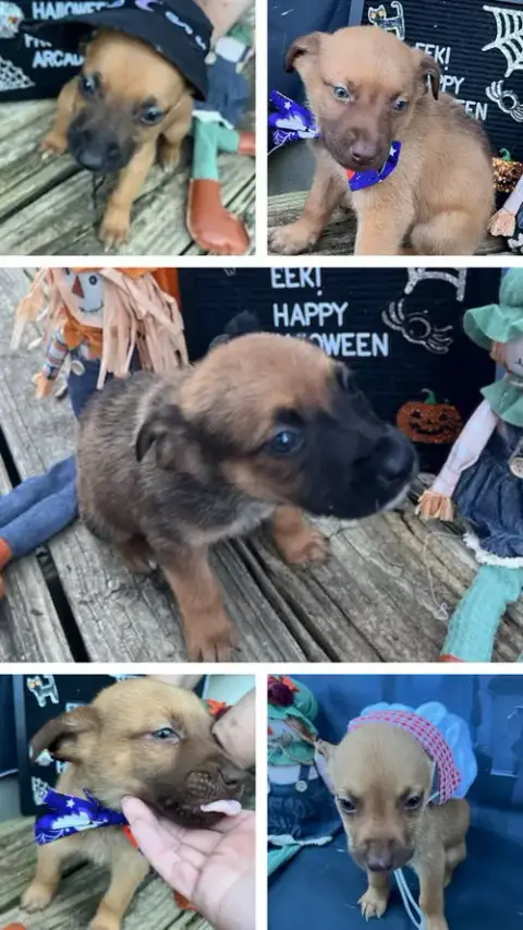 Penny'S Puppies Females Tn photo 5