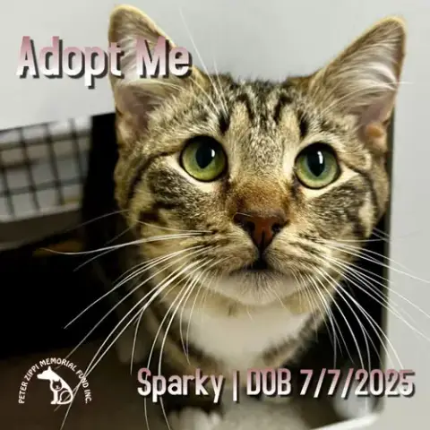 Sparky