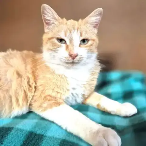 Daisy