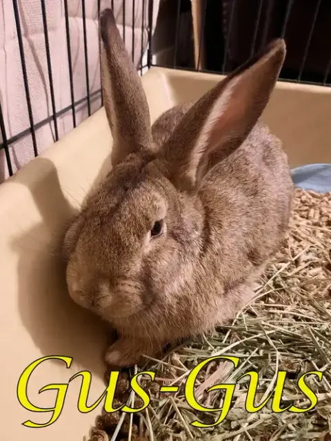 Gus-Gus