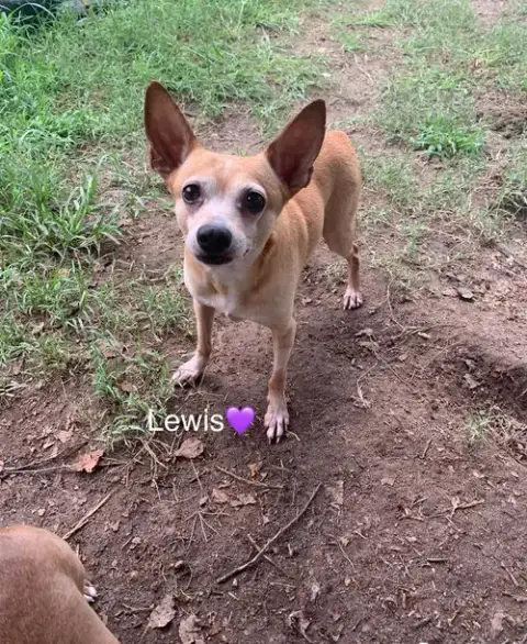 Lewis photo 2