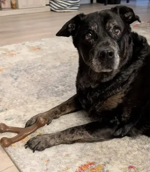 Tara