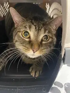 Nora