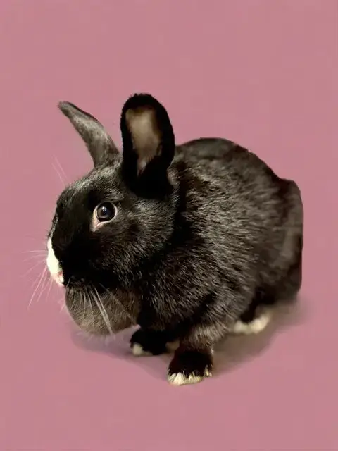Blacky