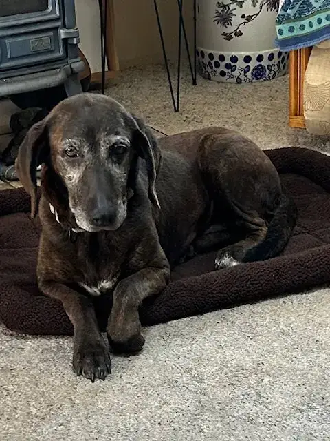 Sadie photo 5
