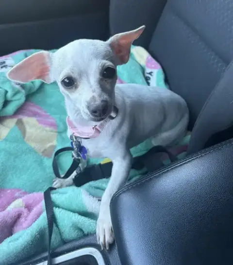Bagel photo 4