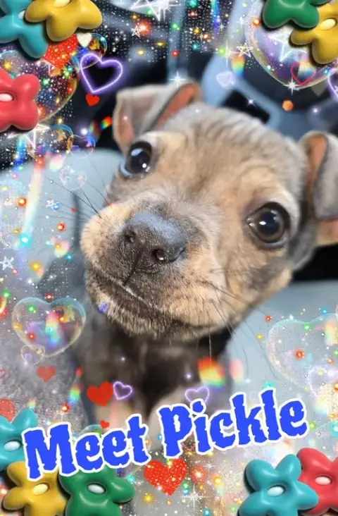 Pickle