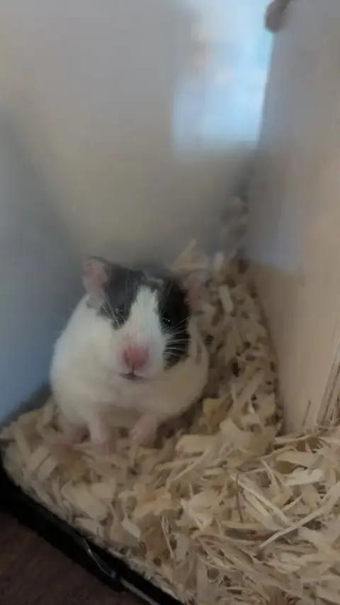 Missy