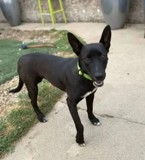 Maya