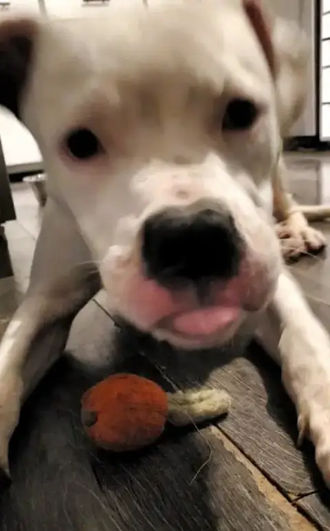 Oreo photo 4