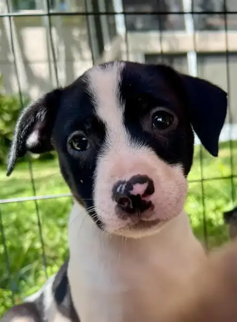 Chilli Pup -Trixie photo 2