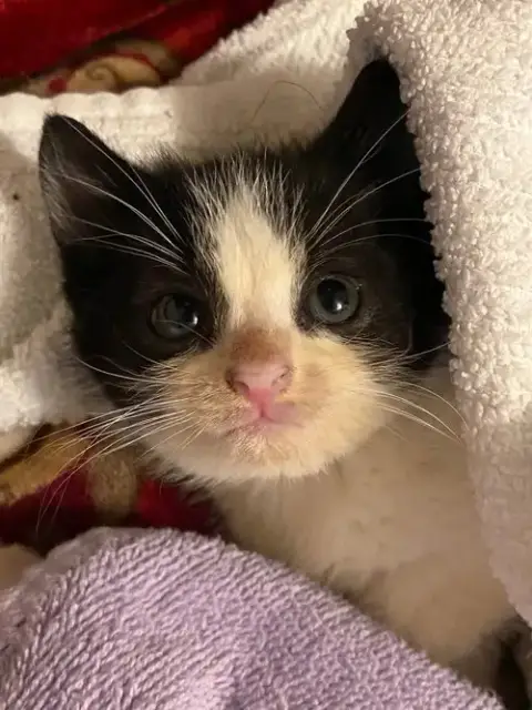 Domino photo 2