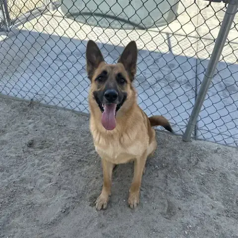 Shayla