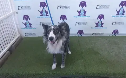 Kuzco