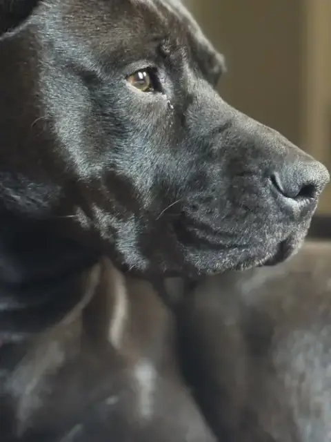 Chula photo 4