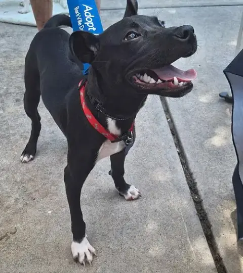 Valdor photo 2