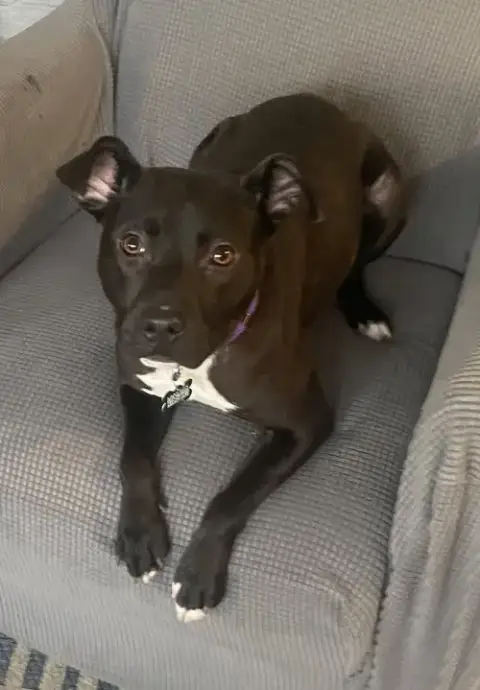 Bebe