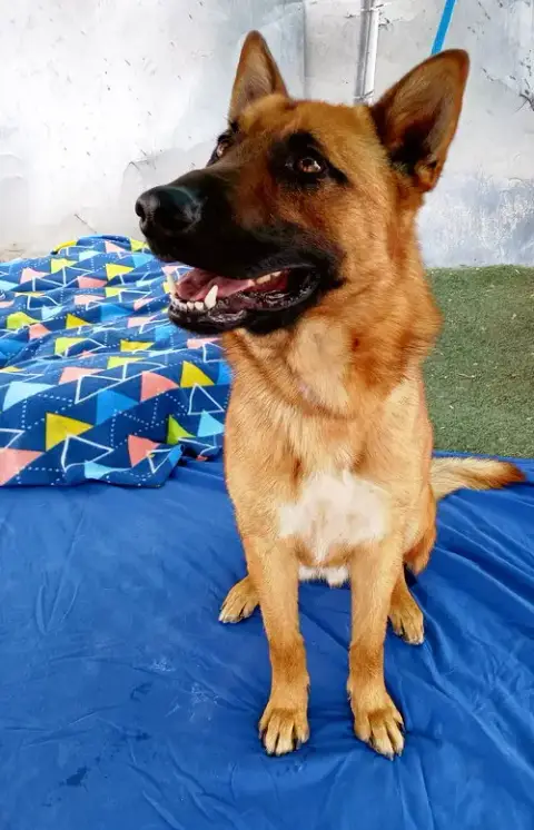 Angelito- In Foster Home photo 2