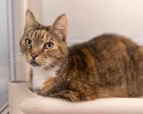 Kiki