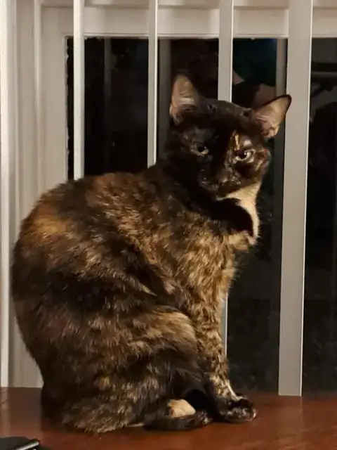 Callie Cat