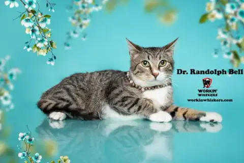 Dr Randolph Bell photo 4