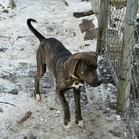 Bluey Ii photo 3
