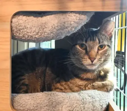 Yardley(Female Tabby) Scrappy(Adopted photo 3