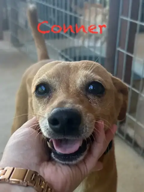 Conner A720096 photo 5