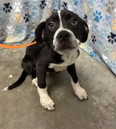 Oreo